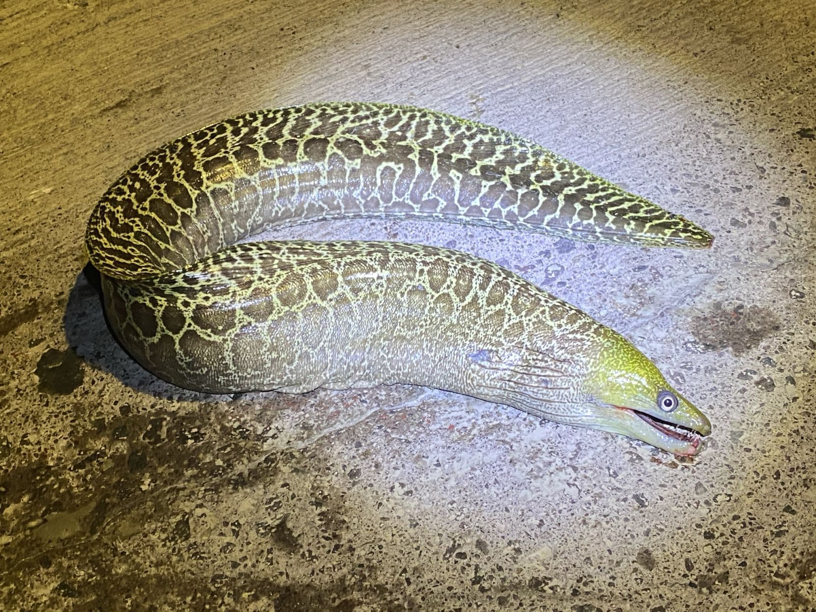 Undulated Moray